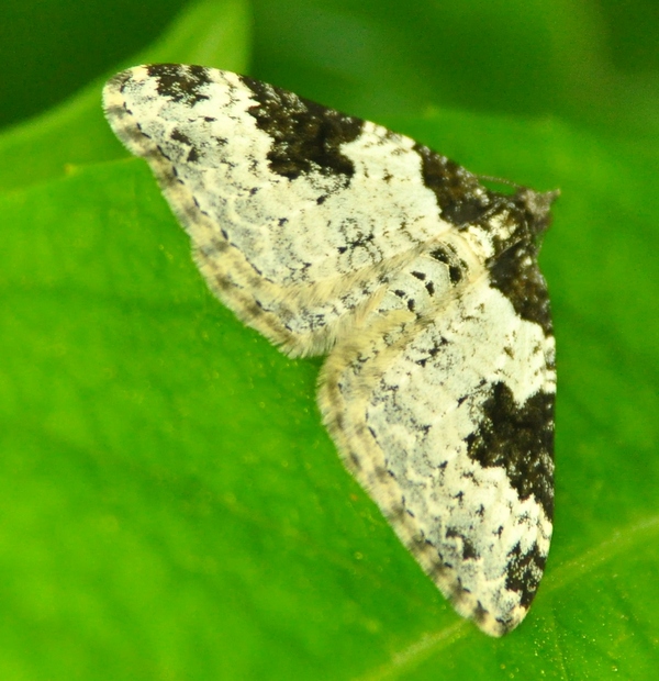 Geometridae Xanthorhoe fluctuata